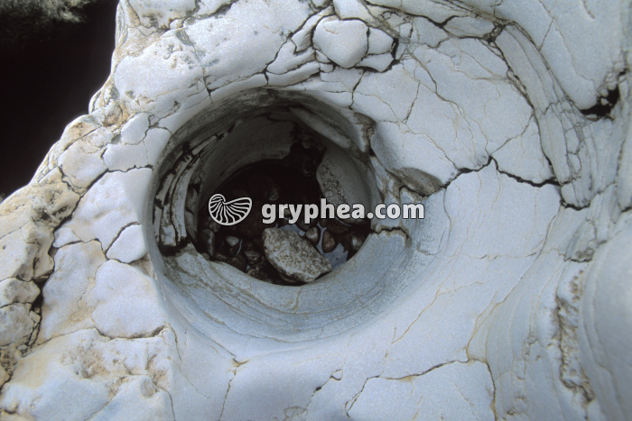 Marmite de géant - gryphea.org